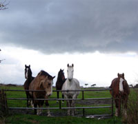storm clouds horses