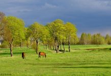 Keep your horse safe during a natural disaster storm clouds