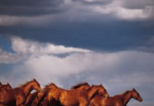 storm horses