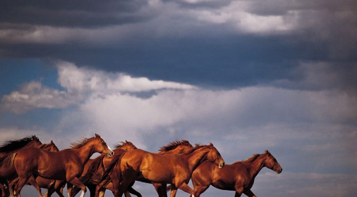 storm horses