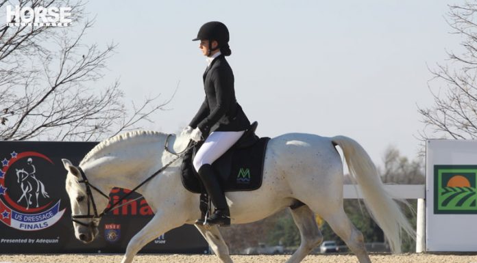 Dressage horse and rider doing a stretchy trot
