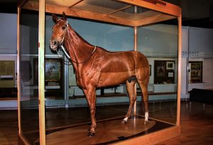 The Fascinating History Of Taxidermied Horses
