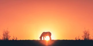 sunset horse
