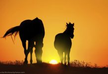 two horses silhouetted at sunset