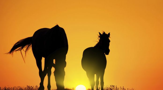 two horses silhouetted at sunset