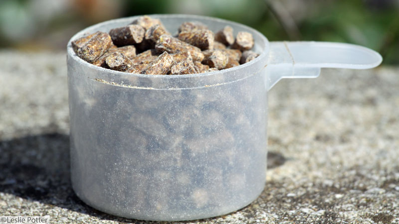 Digestive Supplements for Horses