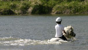 7 Tips for Swimming Safely with Your Horse