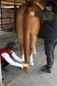 How to Bang a Horse Tail