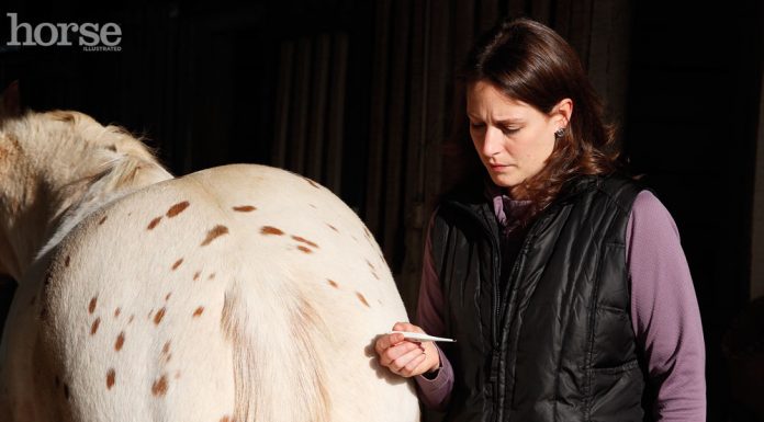 take a horses temperature