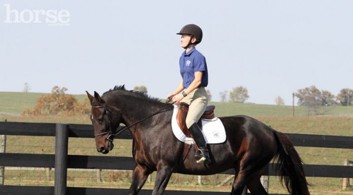 teaching a standardbred to canter