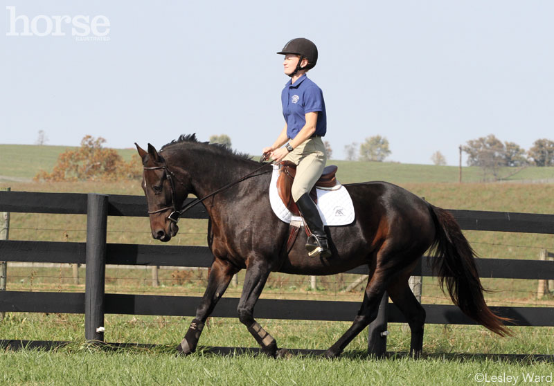 Teaching a Standardbred to canter