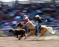 AQHA and Professional Rodeo Cowboys Association Name Timed-Event Horses of the Year team roping