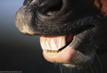 horse teeth