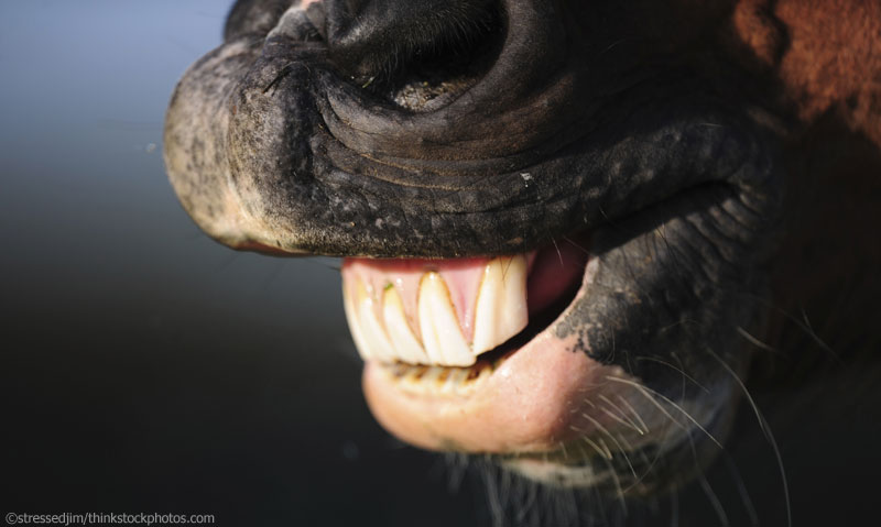 Dental Anomalies in Horses - Horse Illustrated