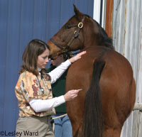 vet checking horse