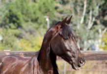 Tennessee Walking Horse