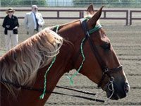 Horse trainers accused of soring will now face greater penalties tennesse walking horse