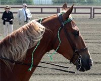 tennesse walking horse
