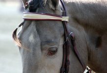 tennessee walking horse