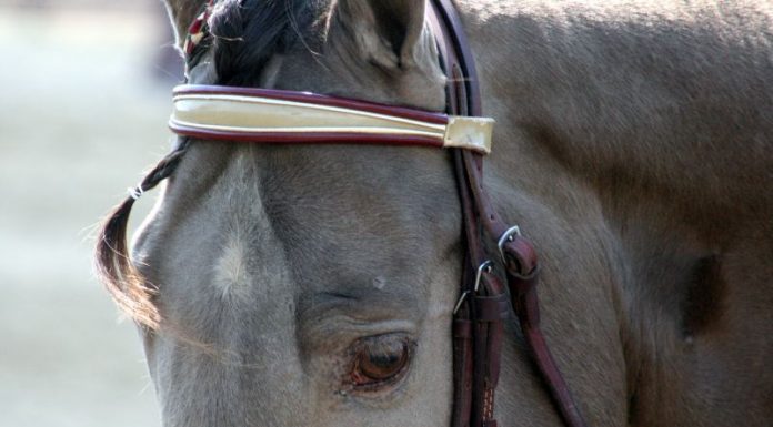 tennessee walking horse