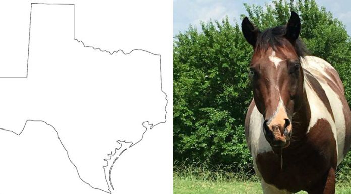 texas horse