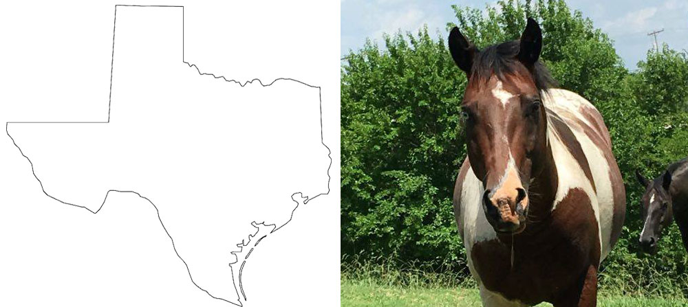 My Horse’s Marking Looks Like…