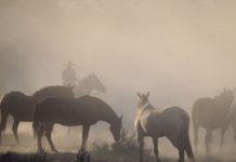 Enter your horse photos in the 2013 Equine Ideal Online Photography Contest texas horses