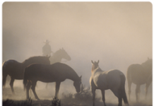 Pigeon Fever: What horse owners need to know texas horses