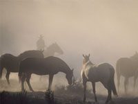 Midwestern horse owners warned of increased Pigeon Fever risk texas horses