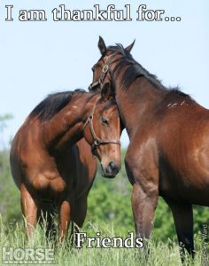 I am thankful for horses