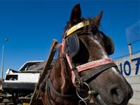 International Colloquium on Working Equids Concludes in India third world equine