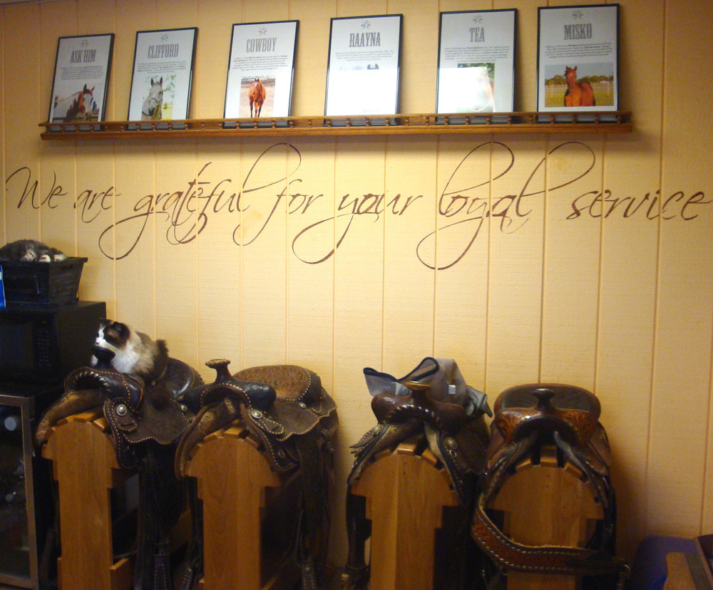 Honoring Our Aging Equines: This Old Horse