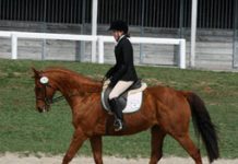 thoroughbred dressage