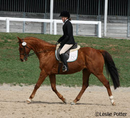 thoroughbred dressage