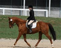thoroughbred dressage