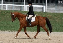 thoroughbred dressage
