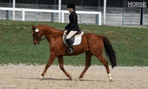 Where Do Retired Racehorses Go?
