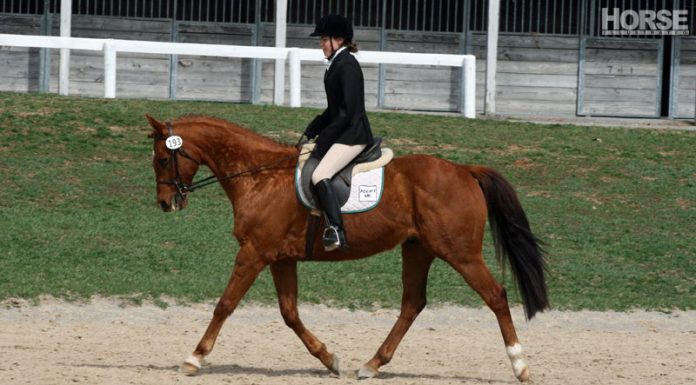 thoroughbred dressage