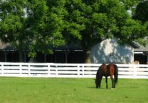 The Jockey Club is now providing free tattoo identification services thoroughbred grazing