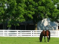 The Jockey Club announces increased assistance for Thoroughbred retraining and retirement programs thoroughbred grazing
