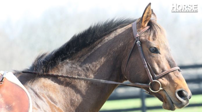 thoroughbred headshot