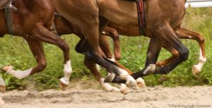 Ask the Vet: Ringbone