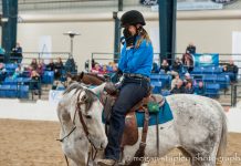 thoroughbred makeover