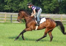 Horses Help Humans…Get Better Sleep? Thoroughbred racehorse at the North American Racing Academy