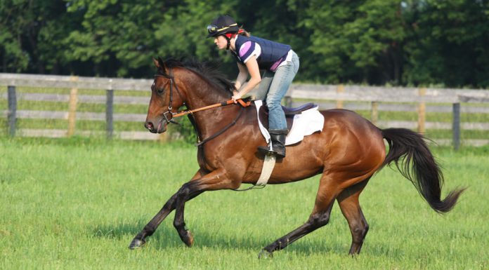 Thoroughbred racehorse at the North American Racing Academy