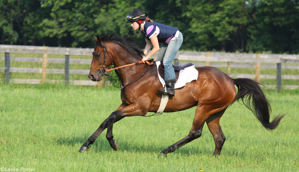 Thoroughbred racehorse at the North American Racing Academy