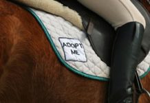 thoroughbred retirement