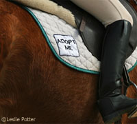 thoroughbred retirement