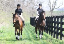 Thoroughbreds trail riding