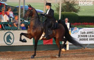 Three-Gaited and Five-Gaited Saddlebreds